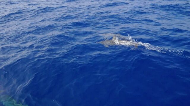 Pod Of Dolphins Filmed From Above Without The Boat Nose Jumping And Playing In The Azure Cobalt Andaman Sea