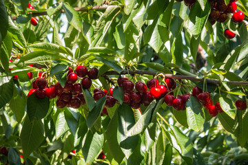 ripe cherries hanging on cherry tree branch in organic cherry orchard