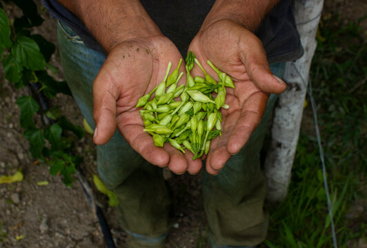 Farmer holding a bunch of Loroco, an exotic flower that is a traditional dish in western Honduras