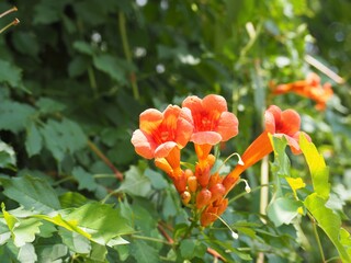 アメリカノウゼンカズラの花