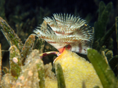 A Serpulidae worm attached to a coral