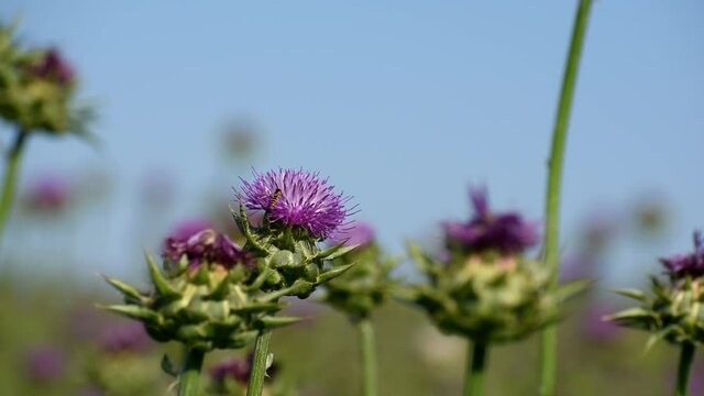 field of medicinal plant Thistle.