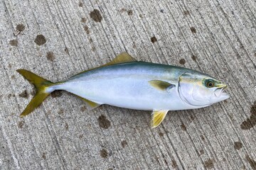 fish on the hook