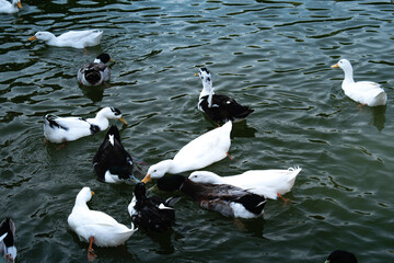 Patos alimentándose en un lago