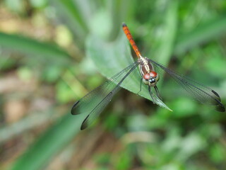 Asiatic Blood Tail dragonfly (Lathrecista asiatica asiatica) with big red eye on plant leaf with natural green background, Thailand