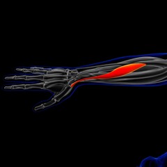 Obraz na płótnie Canvas Abductor Pollicis Longus Muscle Anatomy For Medical Concept 3D Illustration