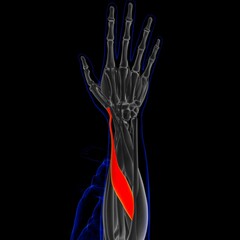 Abductor Pollicis Longus Muscle Anatomy For Medical Concept 3D Illustration