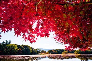 大貞の紅葉