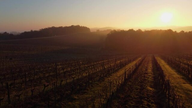 Aerial view at Sunset Bordeaux vineyard in autumn under the frost and fog