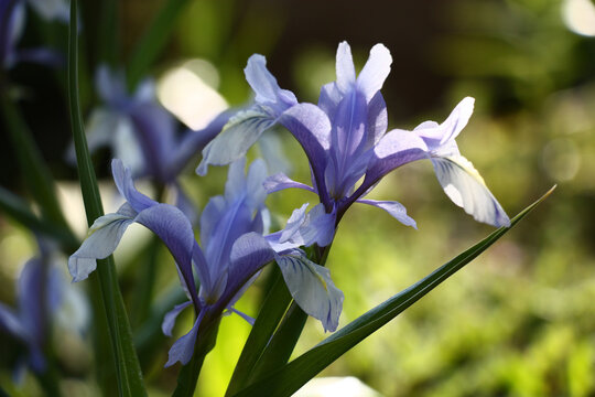 Gentle blue juno flowers on green stalks with green leaves.