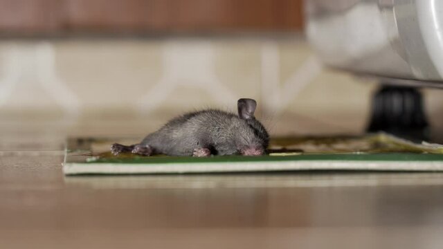 Close up of mouse trapped in a glue mouse trap. Mouse struggling to free itself from the trap.