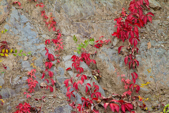 Red leaves on the wall in Fall