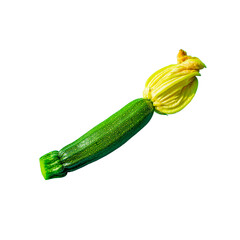 young green squash with yellow flower isolated
