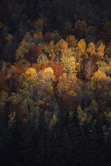 Fototapeta na wymiar Autumn multicolored forest at sunrise. Landscape background Travel serene scenic view