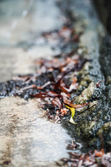 Dry leaves after heavy rain
