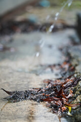 Dry leaves after heavy rain
