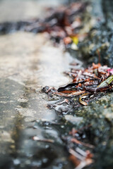 Dry leaves after heavy rain

