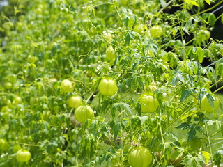 夏の庭で成長するフウセンカズラ