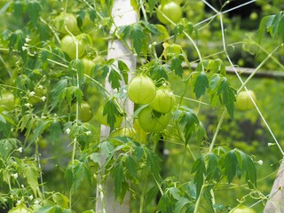 夏の庭で成長するフウセンカズラ
