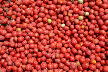 Tomatoes background. Group of fresh harvested tomatoes.