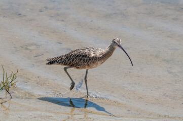 Long-billed Curlew (Numenius americanus) in Bolsa Chica Ecological Reserve, California, USA
