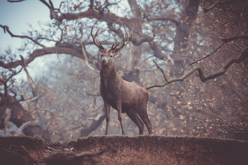 stag deer