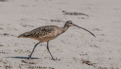Long-billed Curlew (Numenius americanus) in Coal Oil Point Reserve, California, USA