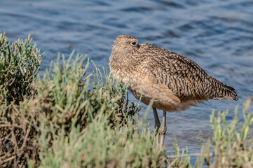 Long-billed Curlew (Numenius americanus) in Bolsa Chica Ecological Reserve, California, USA