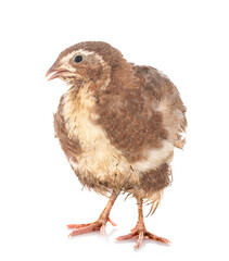 japanese quail in studio