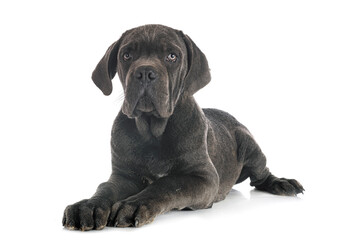 puppy cane corso