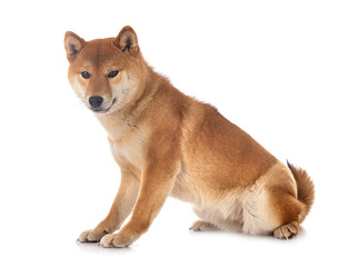 shiba inu in studio