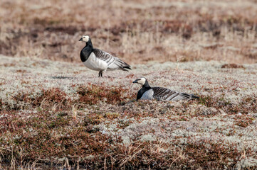 Barnacle Geese (Branta leucopsis) at colony in Barents Sea coastal area, Russia