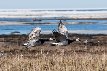 Barnacle Geese (Branta leucopsis) at colony in Barents Sea coastal area, Russia
