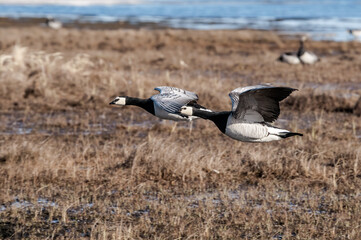 Barnacle Geese (Branta leucopsis) at colony in Barents Sea coastal area, Russia