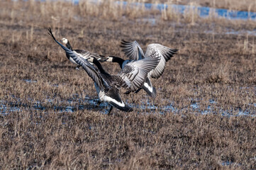 Barnacle Geese (Branta leucopsis) at colony in Barents Sea coastal area, Russia