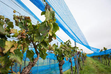 Fototapeta premium blue net at a vineyard in Burgenland
