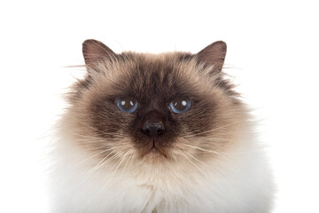 birman cat in studio