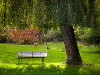 Bench under the twigs of a willow tree © Ewald Fröch