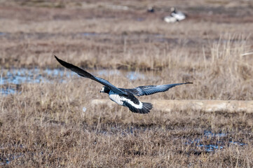 Barnacle Geese (Branta leucopsis) at colony in Barents Sea coastal area, Russia