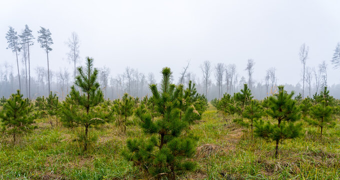 Newly planted young pine forest, reforestation concept