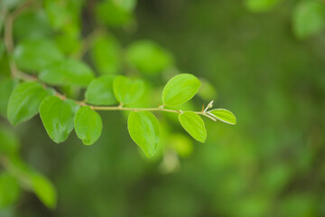Fototapeta na wymiar Close up of Green jujube leaf