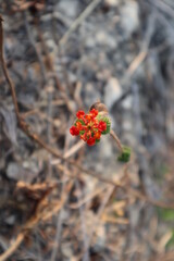 red and yellow flower