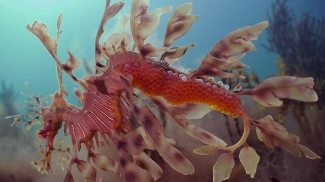 Leafy Sea Dragon with eggs 4k slow motion South Australia