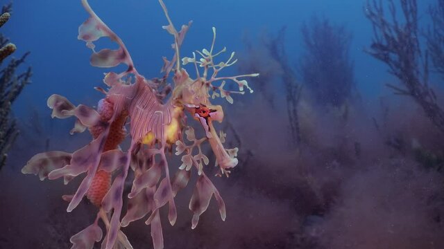 Leafy Sea Dragon with eggs 4k slow motion South Australia
