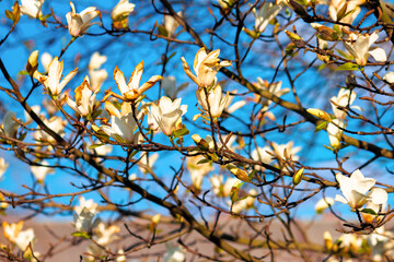 white magnolia blossom on a sunny day. beautiful nature background in springtime
