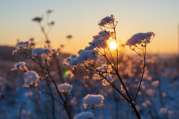 Dry blades of grass covered with snow close-up on the background of the setting sun. Natural Wallpaper of the winter season.