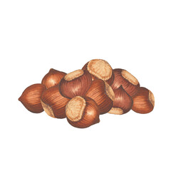 Watercolor handful of hazelnuts in the shell isolated on the white background