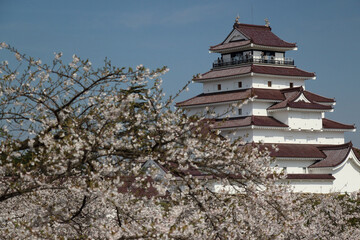 Naklejka premium 桜（ソメイヨシノ）と鶴ヶ城