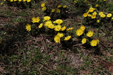 沼ノ平　福寿草群生地