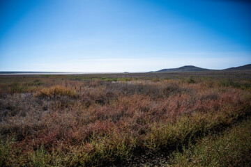 Beautiful field along lake Uzunlarskoe in the Republic of Crimea, Russia. Clear Sunny day October 7, 2020